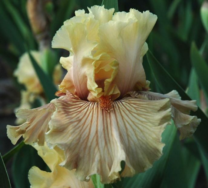 Just Crazy - Bulbi Iris germanica de vanzare-2025