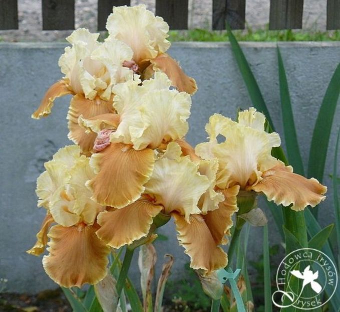 English Charm - Bulbi Iris germanica de vanzare-2024