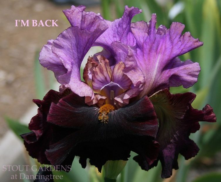 I'm Back0 - Bulbi Iris germanica de vanzare-2024
