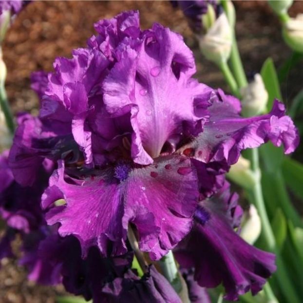 Purple Serenade - Bulbi Iris germanica de vanzare-2024
