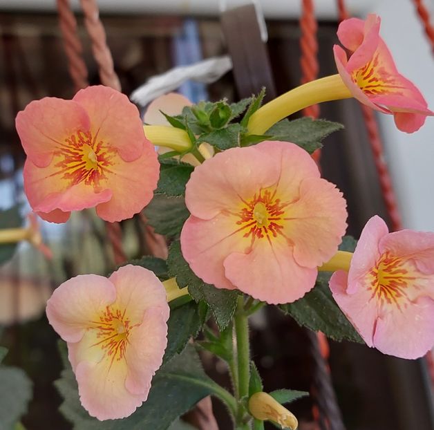 TEXAS HEAT - AAA RIZOMI ACHIMENES DISPONIBILI -2023