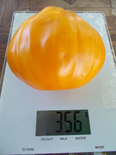  - SEMINTE ROSII - T 911 YELLOW BAGS