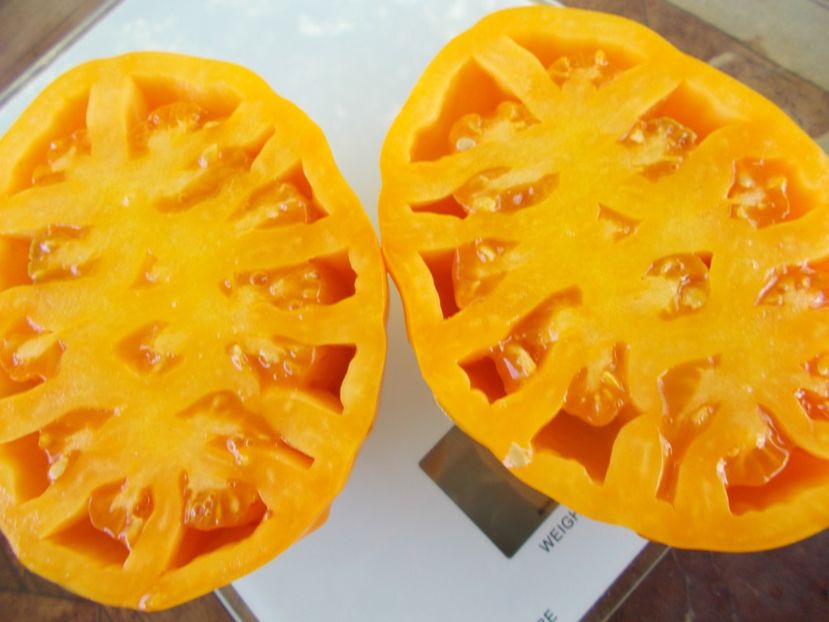  - SEMINTE ROSII - T 911 YELLOW BAGS