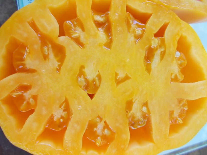  - SEMINTE ROSII - T 911 YELLOW BAGS