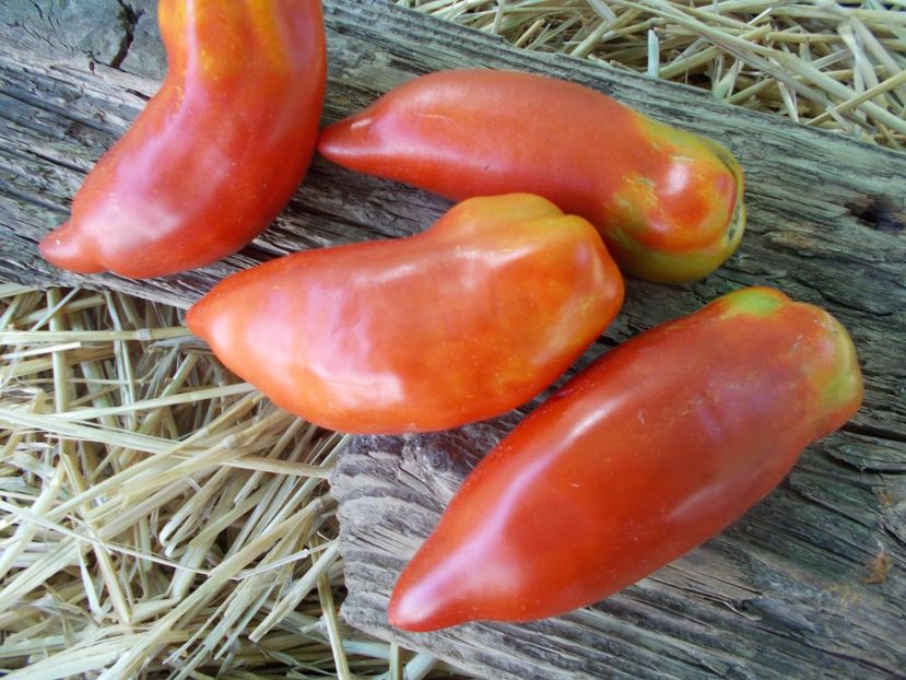  - SEMINTE ROSII - T 880 SARNOWSKI POLISH PLUM