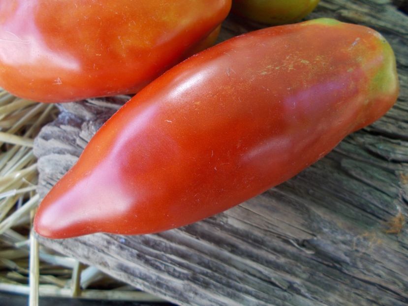  - SEMINTE ROSII - T 880 SARNOWSKI POLISH PLUM