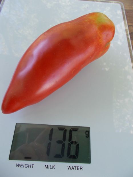  - SEMINTE ROSII - T 880 SARNOWSKI POLISH PLUM