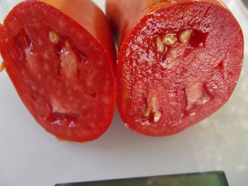  - SEMINTE ROSII - T 880 SARNOWSKI POLISH PLUM