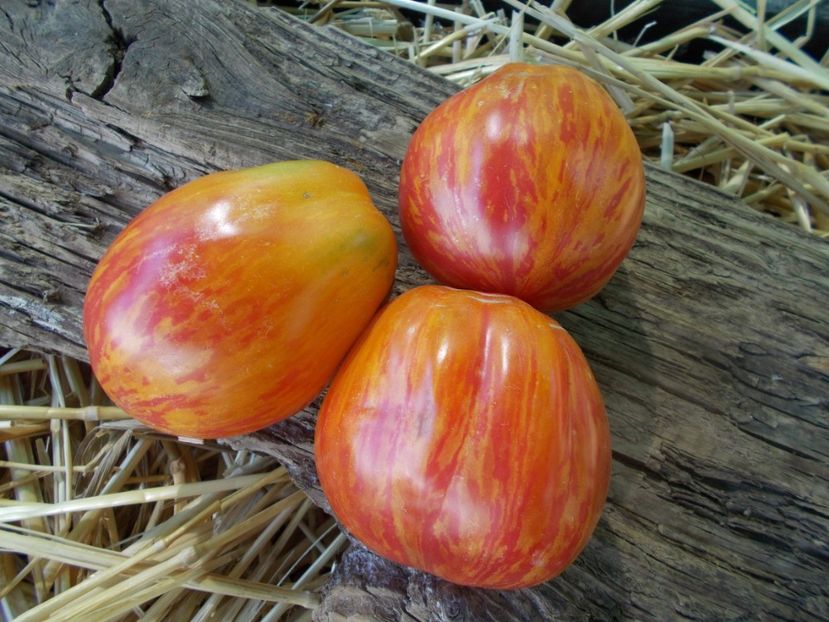  - SEMINTE ROSII - T 861 KOZULA 141 3