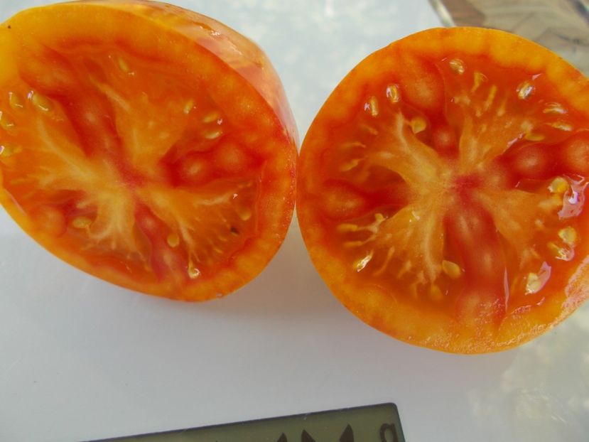  - SEMINTE ROSII - T 861 KOZULA 141 3