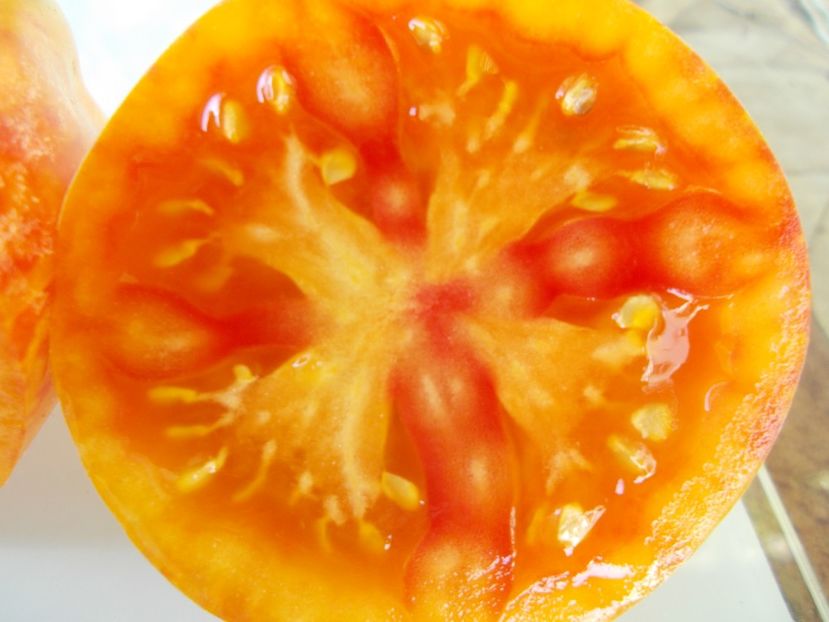  - SEMINTE ROSII - T 861 KOZULA 141 3