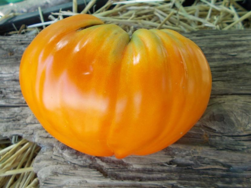  - SEMINTE ROSII - T 915 EARTH WONDER ORANGE