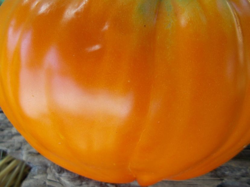  - SEMINTE ROSII - T 915 EARTH WONDER ORANGE