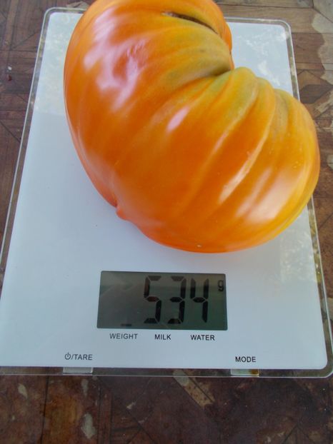  - SEMINTE ROSII - T 915 EARTH WONDER ORANGE