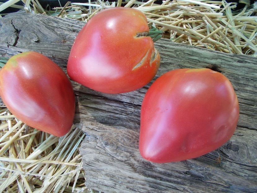  - SEMINTE ROSII - T 858 MRS SCHLAUBAUGH FAMOUS STRAWBERRY