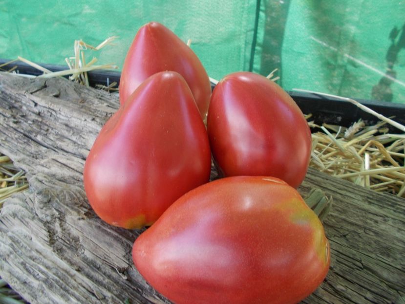  - SEMINTE ROSII - T 858 MRS SCHLAUBAUGH FAMOUS STRAWBERRY