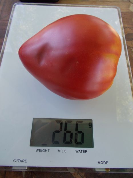  - SEMINTE ROSII - T 858 MRS SCHLAUBAUGH FAMOUS STRAWBERRY