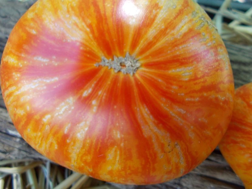  - SEMINTE ROSII - T 864 ARKANSAS MARVEL HEART