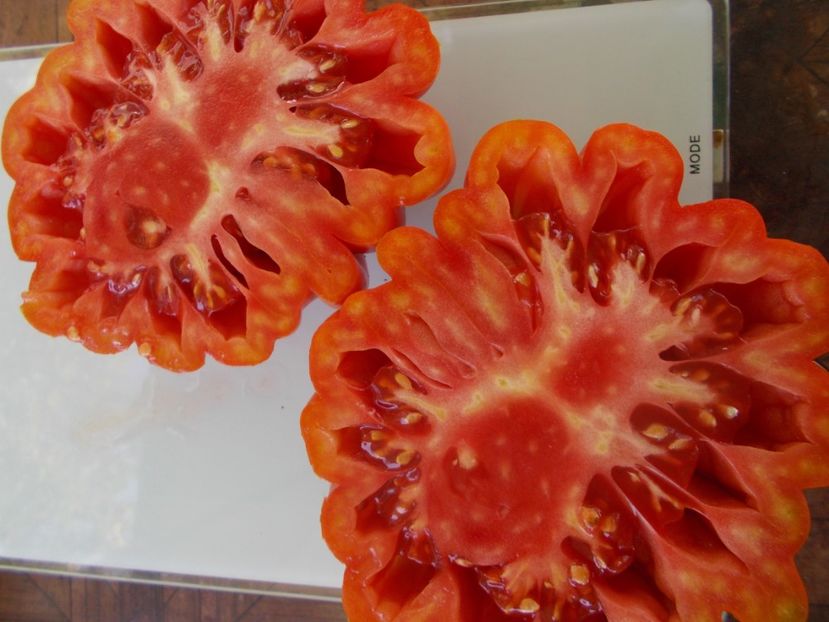  - SEMINTE ROSII - T 816 AMERICAN RIBBED RED