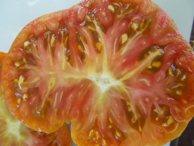  - SEMINTE ROSII - T 826 ANANAS ZEBRA VERTE