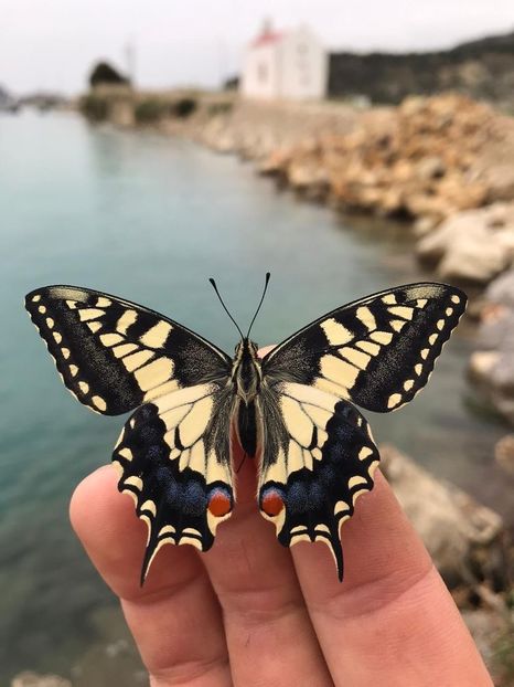 btw this butterfly landed on me the other day & it made me think of you... coincidence? i think not - Collection of Tintypes