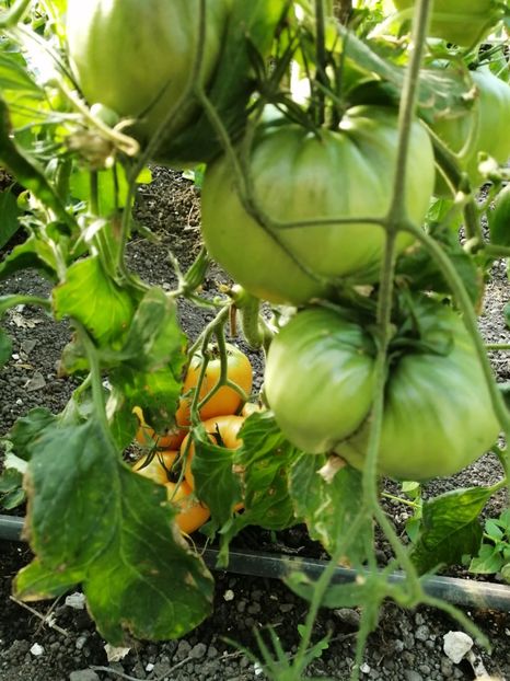  - SEMINTE ROSII - T 892 MARINA DUKHOVA