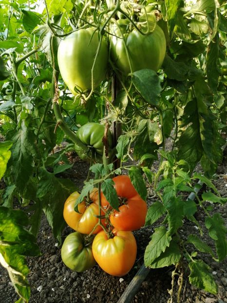  - SEMINTE ROSII - T 892 MARINA DUKHOVA