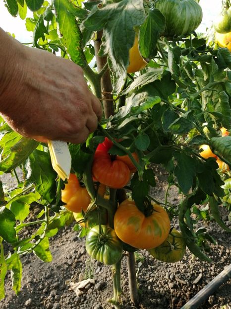  - SEMINTE ROSII - COPIA