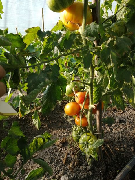  - SEMINTE ROSII - COPIA