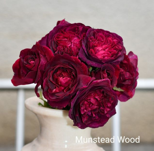Munstead Wood (tufa) 60 - Toamna 2025