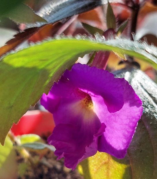  - Purple king