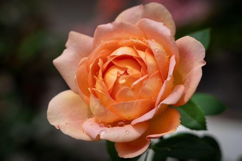 Lady of Shalott (tufa) 60 - Toamna 2025