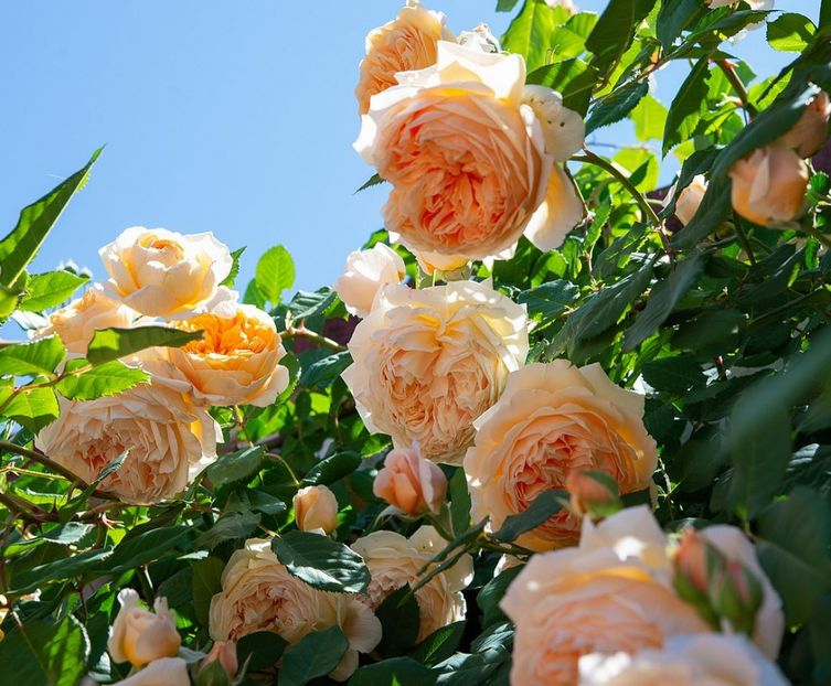 Crown Princess Margareta (urcator) 70 - Toamna 2025