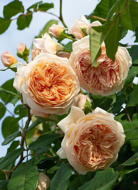 Crown Princess Margareta (urcator) 70 - Toamna 2025