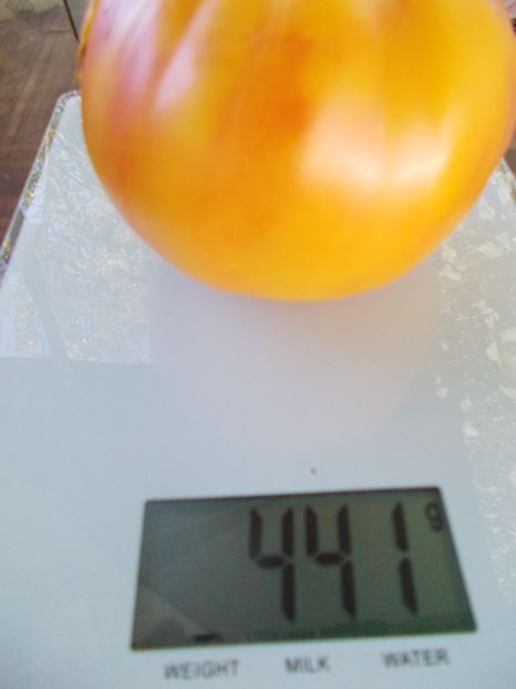  - SEMINTE ROSII - T 872 TEXAS STAR