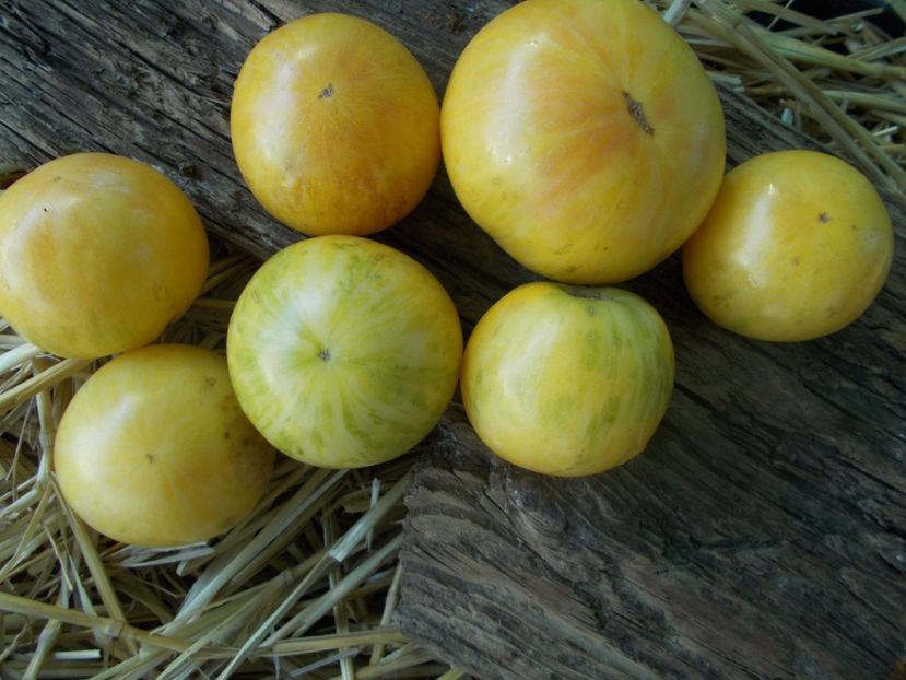  - SEMINTE ROSII - T 873 WHITE FURRY BOAR