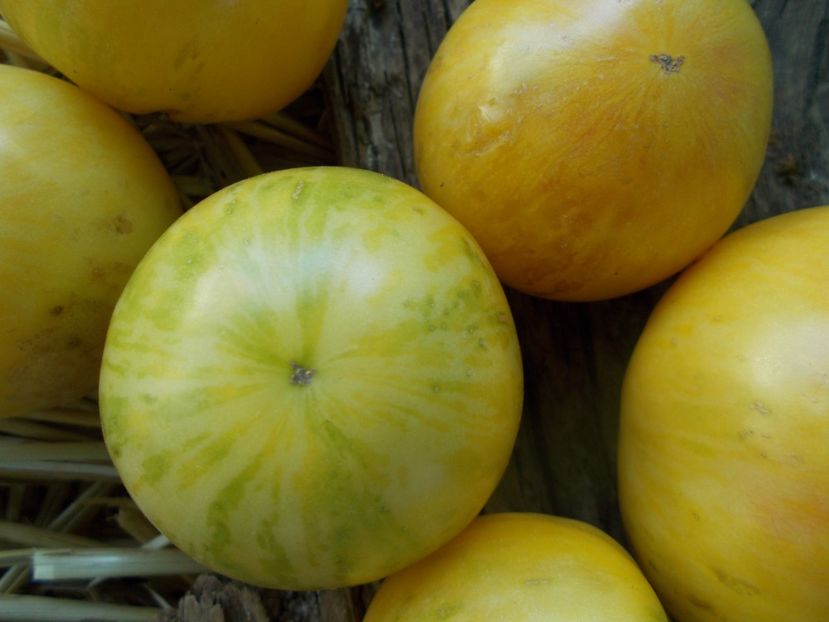  - SEMINTE ROSII - T 873 WHITE FURRY BOAR