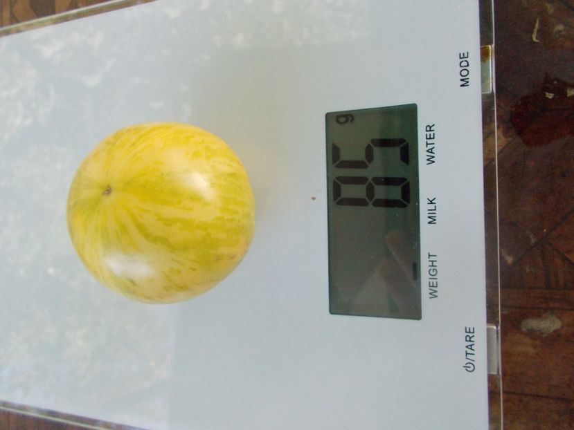  - SEMINTE ROSII - T 873 WHITE FURRY BOAR