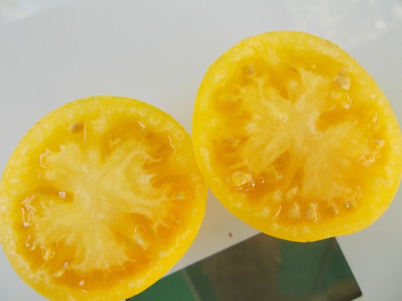  - SEMINTE ROSII - T 873 WHITE FURRY BOAR