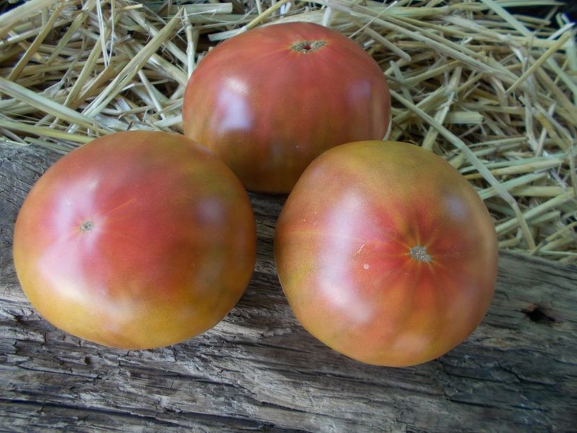  - SEMINTE ROSII - T 830 COOPER RIVER