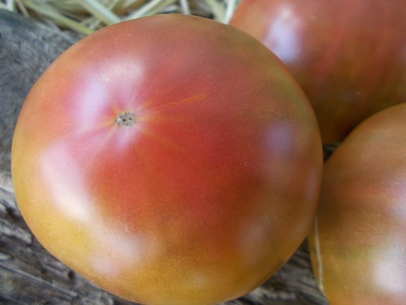  - SEMINTE ROSII - T 830 COOPER RIVER