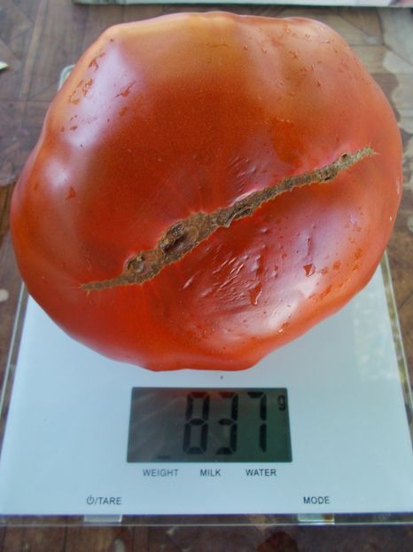  - SEMINTE ROSII - ERIKA D AUSTRALIE