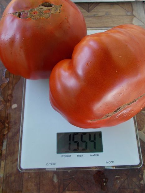  - SEMINTE ROSII - ERIKA D AUSTRALIE