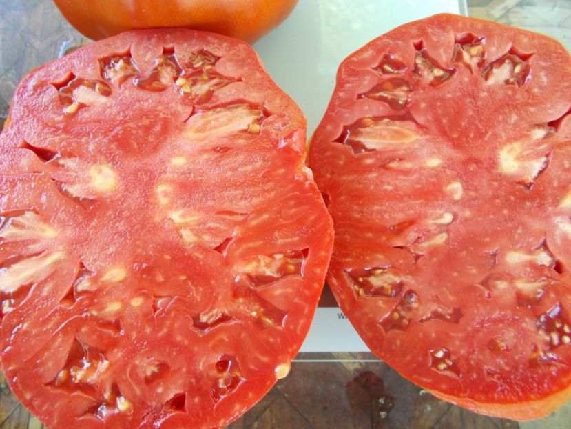  - SEMINTE ROSII - ERIKA D AUSTRALIE