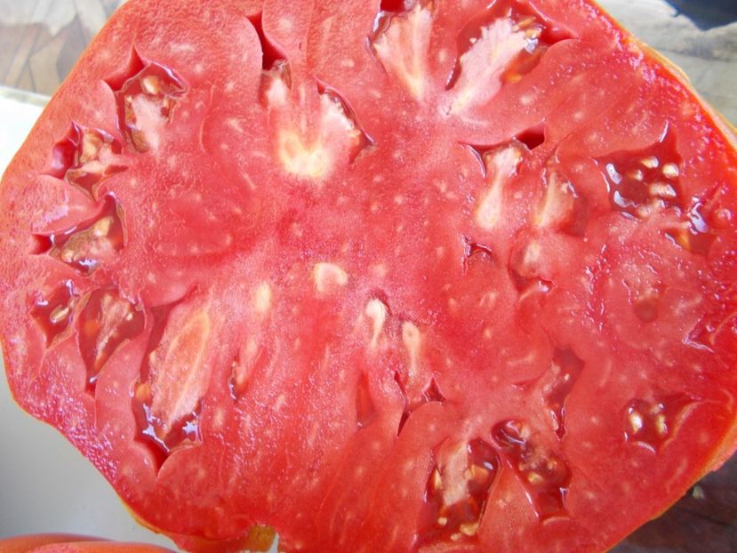  - SEMINTE ROSII - ERIKA D AUSTRALIE