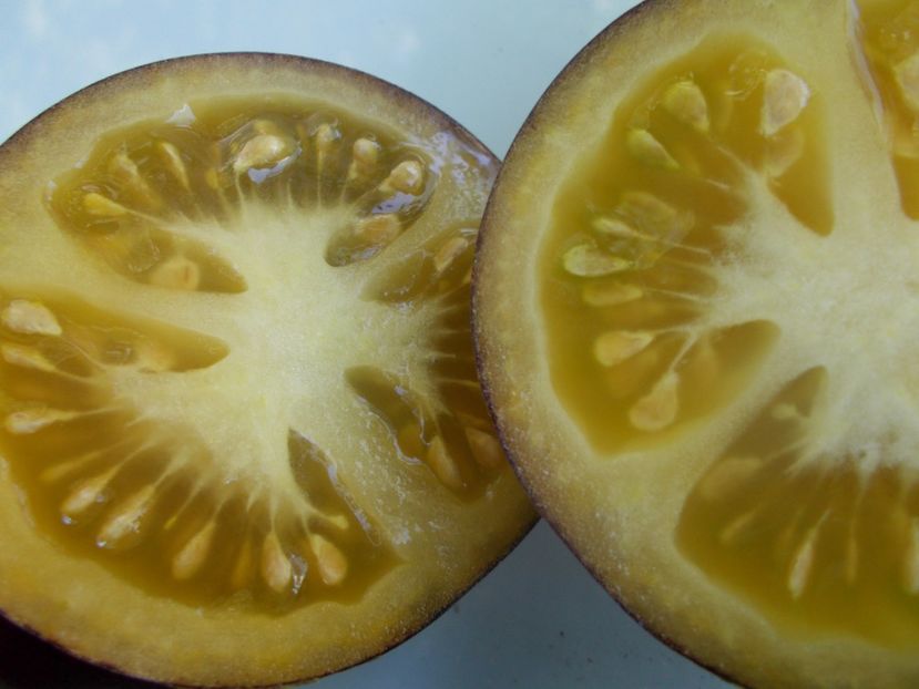  - SEMINTE ROSII - T 901 CHOCOLATE MARMALADE