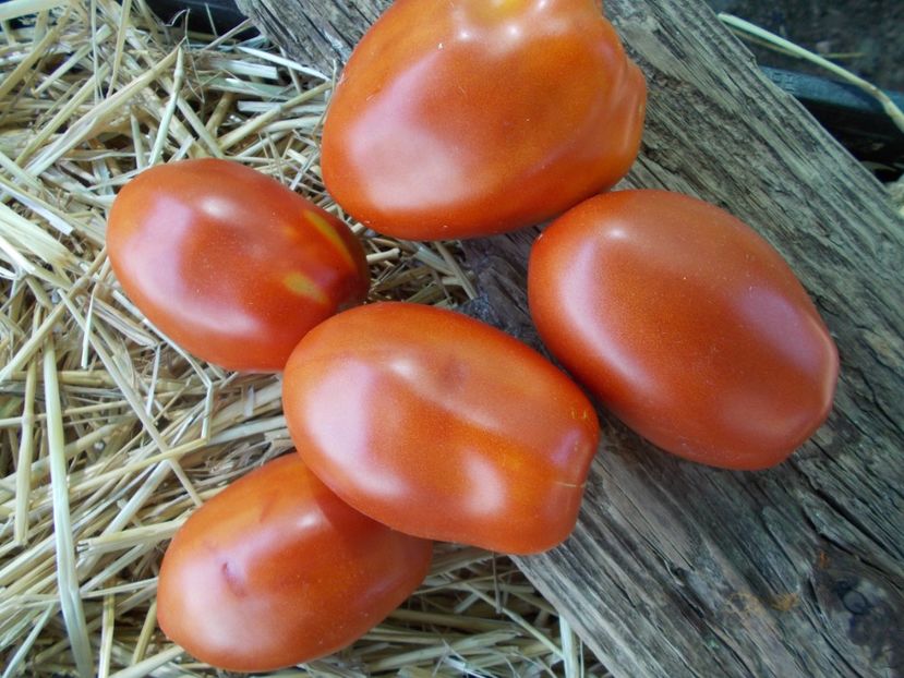  - SEMINTE ROSII - GIANT PEAR