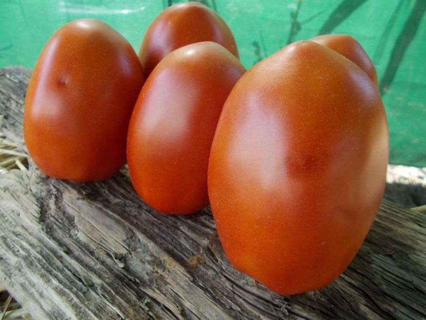  - SEMINTE ROSII - GIANT PEAR