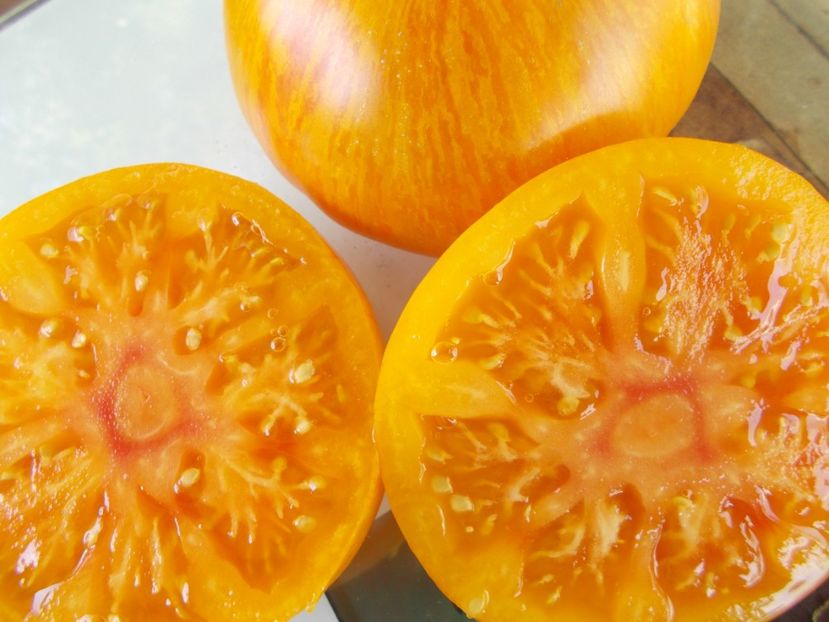  - SEMINTE ROSII - COPIA