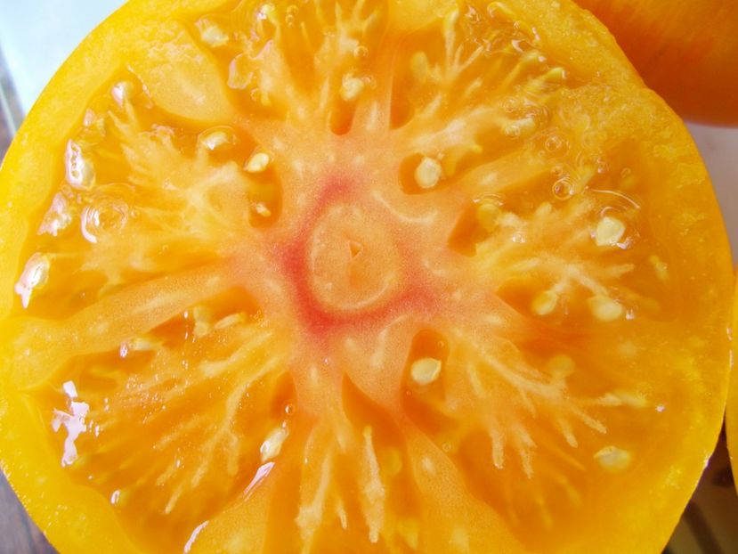  - SEMINTE ROSII - COPIA